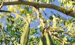 8 Amazing Moringa Benefits: Heart Health, Glowing Skin, and More in telugu rma