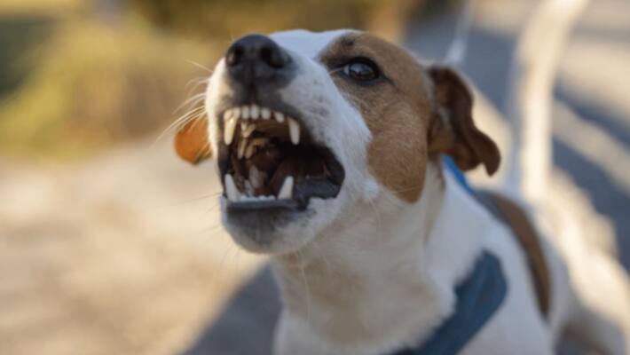 Dog killed girl