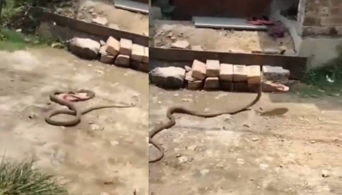 snake running away with a slipper viral video 