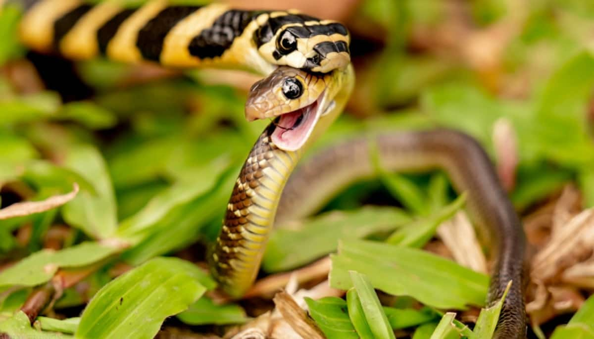 How do snakes hear without ears? Read fascinating facts about snakes iwh