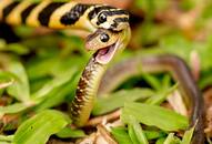 How do snakes hear without ears? Read fascinating facts about snakes iwh