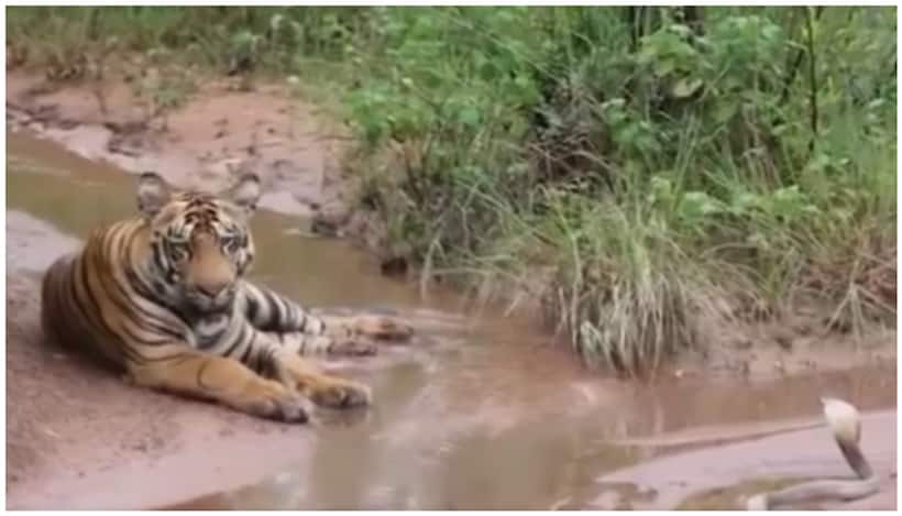  Viral Video: Rare calm standoff between Tiger and Cobra in forest captivates viewers [WATCH]