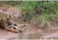  Viral Video: Rare calm standoff between Tiger and Cobra in forest captivates viewers [WATCH] NTI