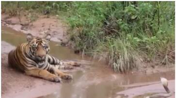  Viral Video: Rare calm standoff between Tiger and Cobra in forest captivates viewers [WATCH] NTI