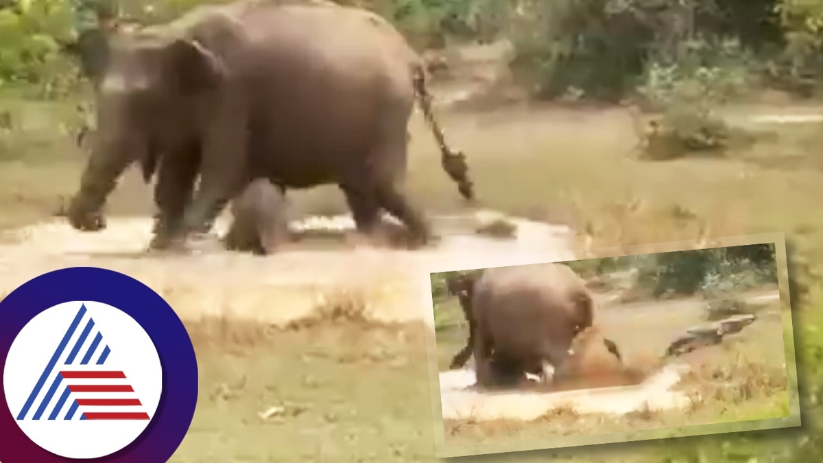 Mother elephant saves calf from crocodile attack in pond define motherhood ckm