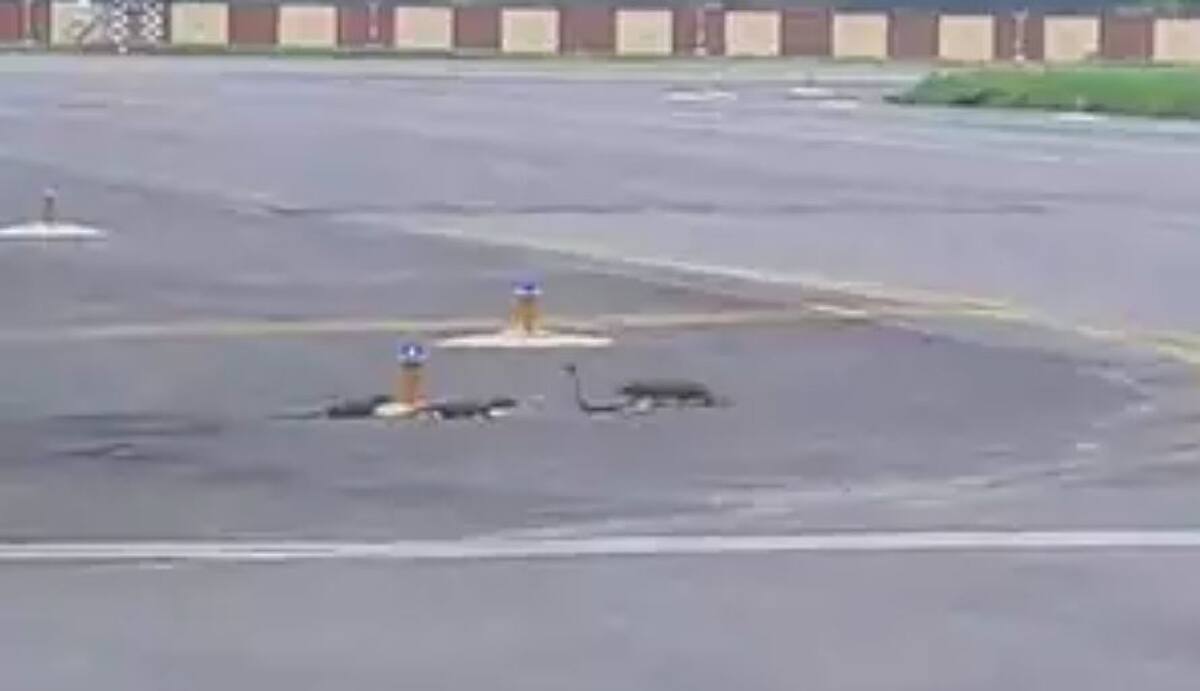 Patna JPN airport runway turned become stage for fierce snake and three mongoose fight rare video goes viral akb