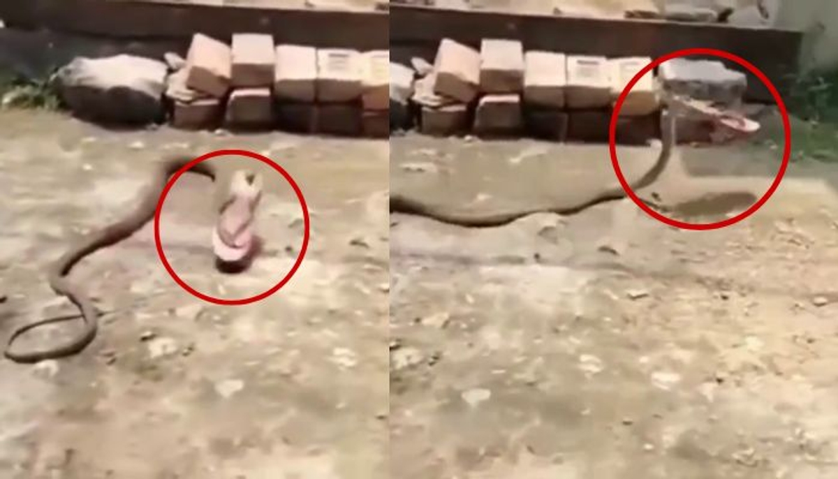 snake steals woman s slipper video gone viral on social media mrq