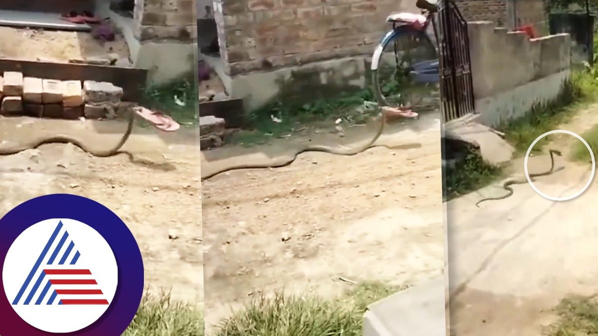 Snake steals sandals from home in broad day light captured video gets funny comments ckm