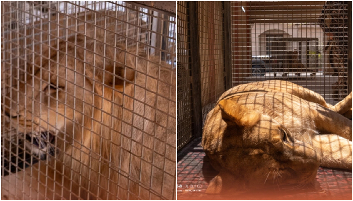 saudi authorities arrested citizen for raising lion at home