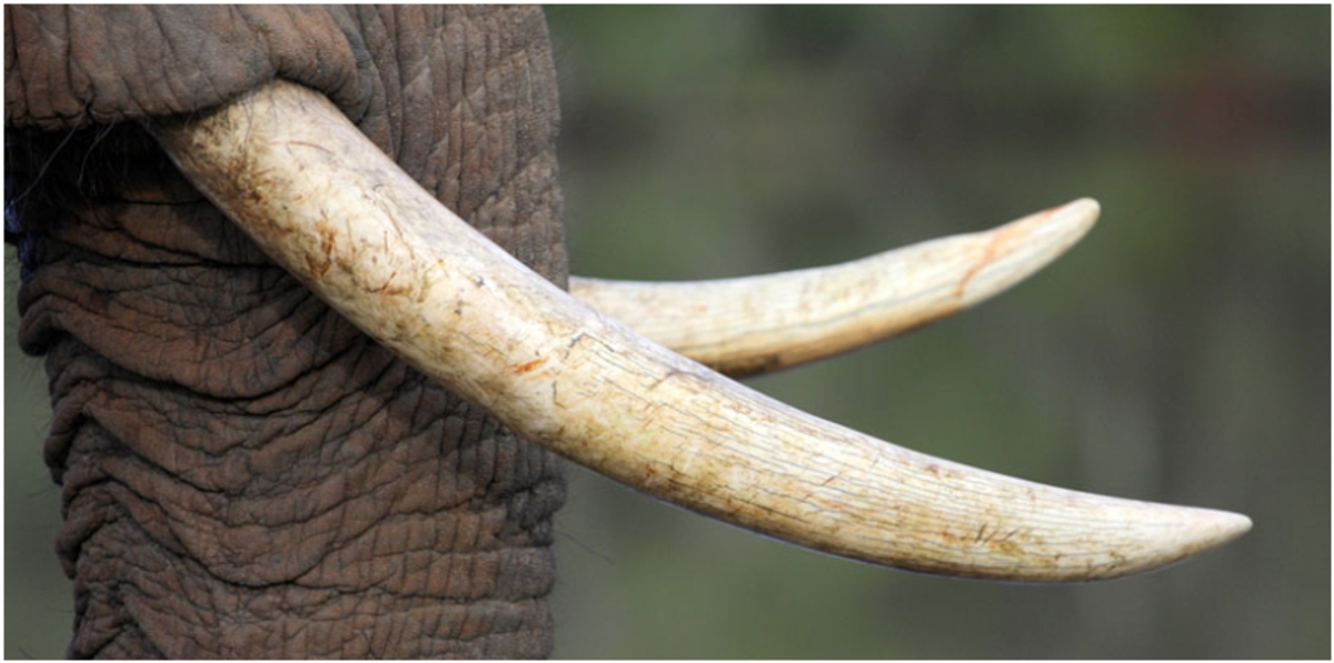elephant tusk elephant tusk