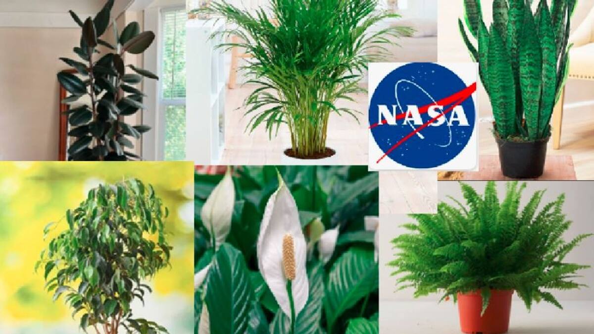 Bengaluru NASA suggested 10 indoor plants that eliminate toxins in the air in the time of increasing air pollution in metro cities akb