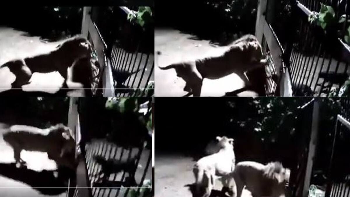 Pet dogs chased lions in gujarat rare Video from amreli goes viral in social Media akb