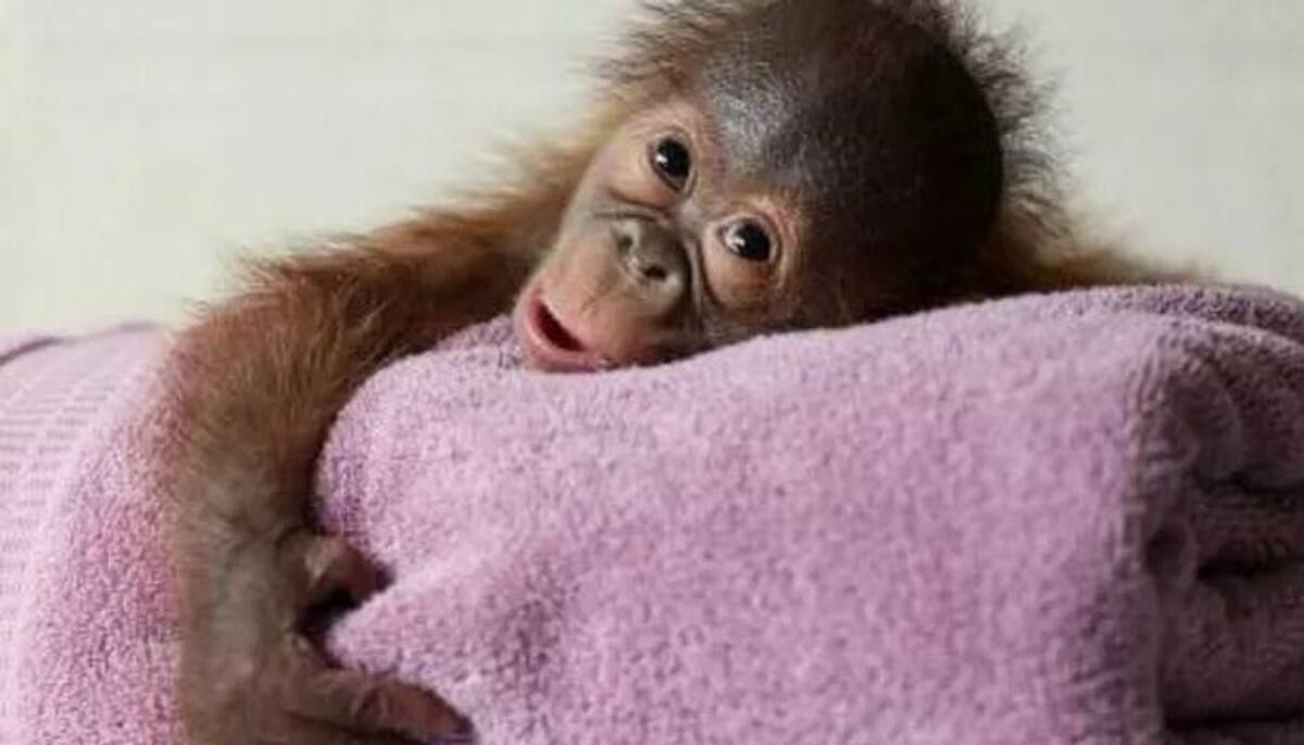 30 mothers breastfeed in front of orangutan to show how to care baby in Dublin zoo 