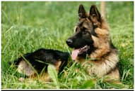 German Shepherd to Labrador Retriever: 6 Preferred military dog breeds NTI