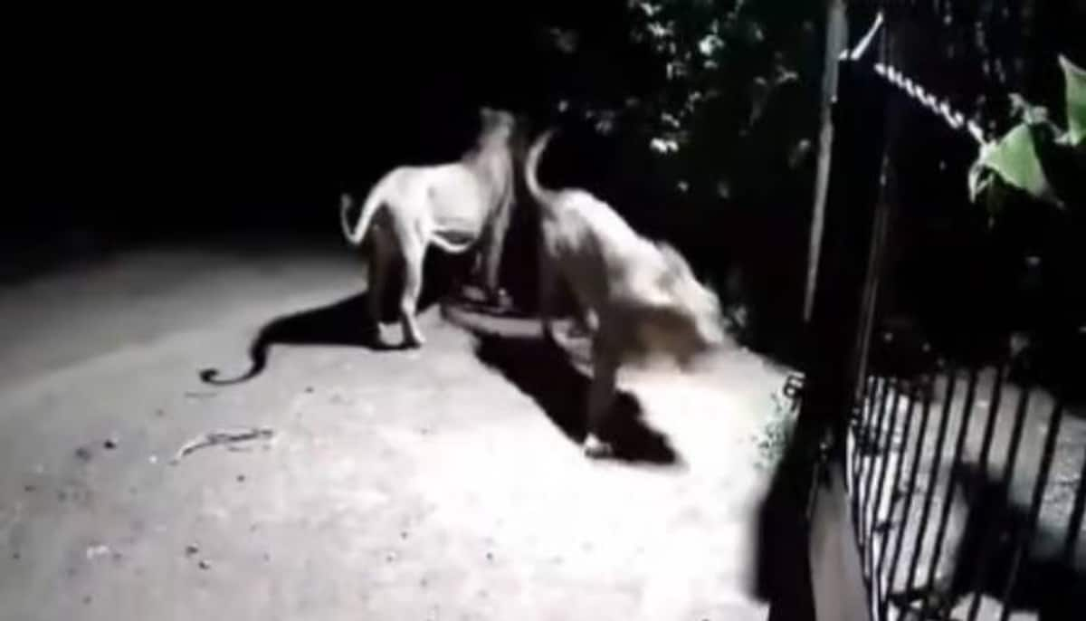 two lions and two dogs face to face cctv footage went viral 