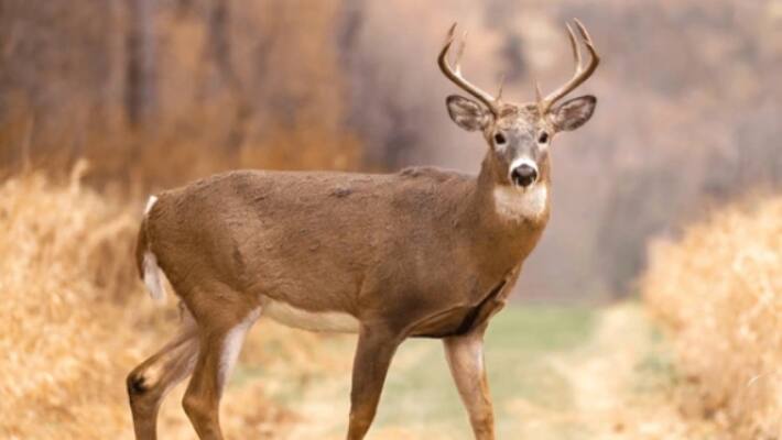  deer