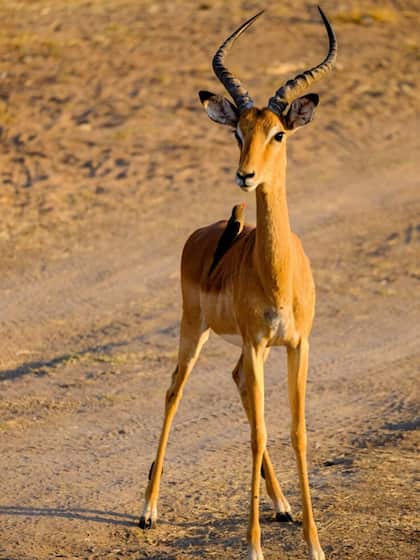 Sand Gazelle: Arabian Desert
