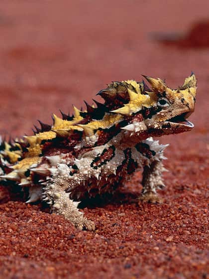 Thorny Devil: Australian deserts