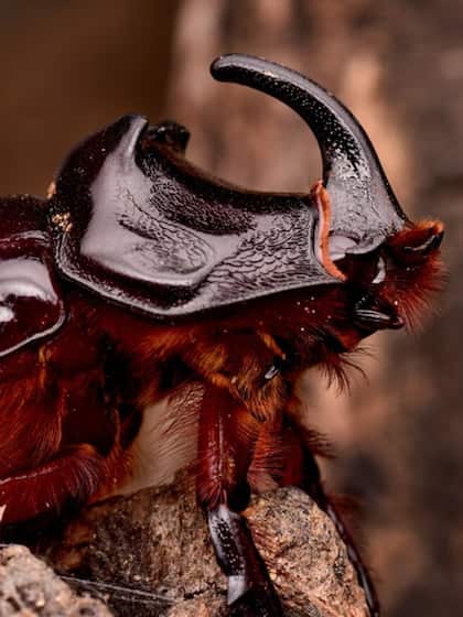 Fogstand Beetle: Namib Desert in Africa