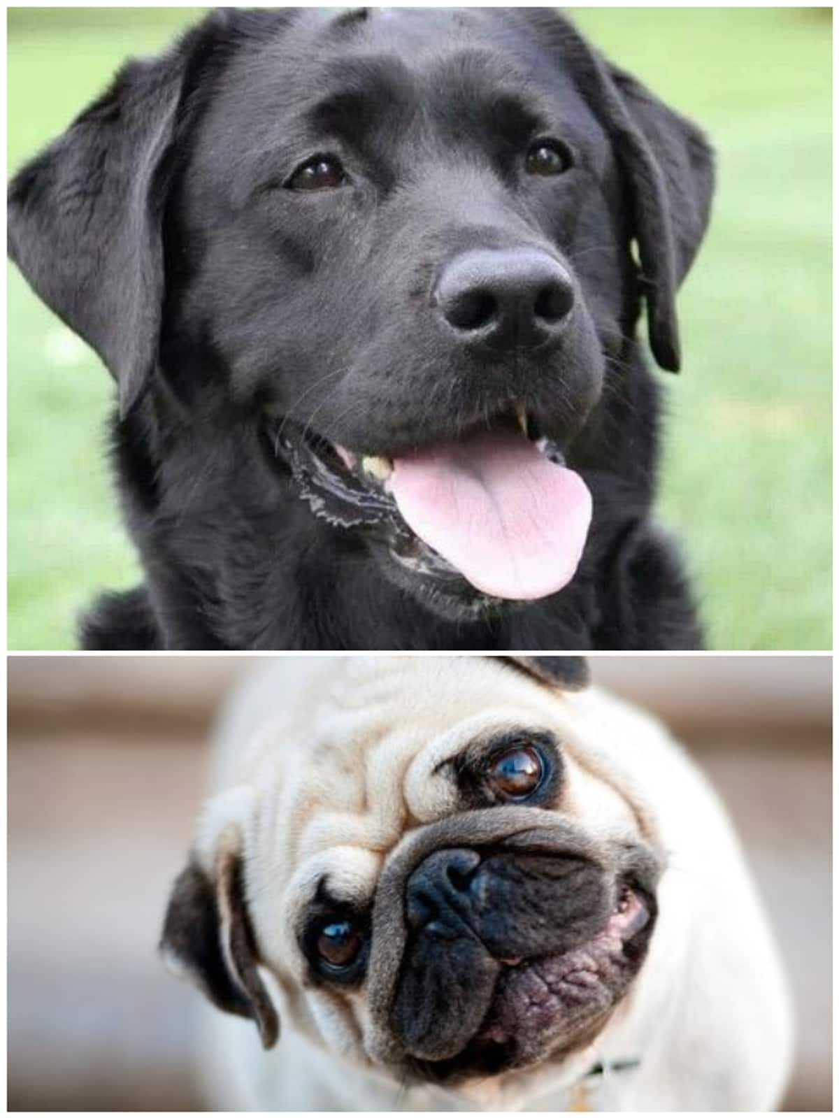 Labrador to Pug: 7 Dog breeds ideal for first-time owners RTM