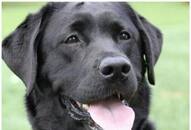 Labrador to Pug: 7 Dog breeds ideal for first-time owners RTM