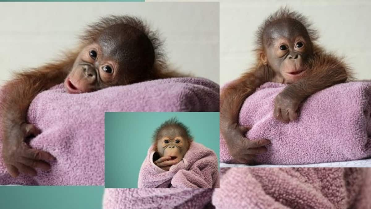 30 Beautiful Mummies Breastfeed Together In Front Of Mother orangutan Mujur in Dublin Zoo akb