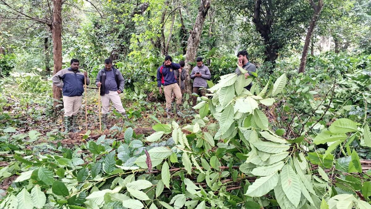 Forest department has cleared 23 acres of illegal encroachment in chikkamagaluru gvd