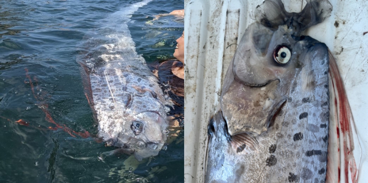 Extremely rare oarfish spotted in  Southern California coast 