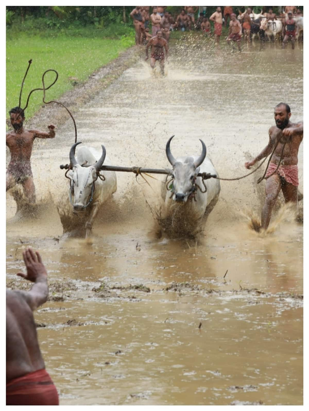 What is Maramadi Festival, the bull surfing in Kerala? anr