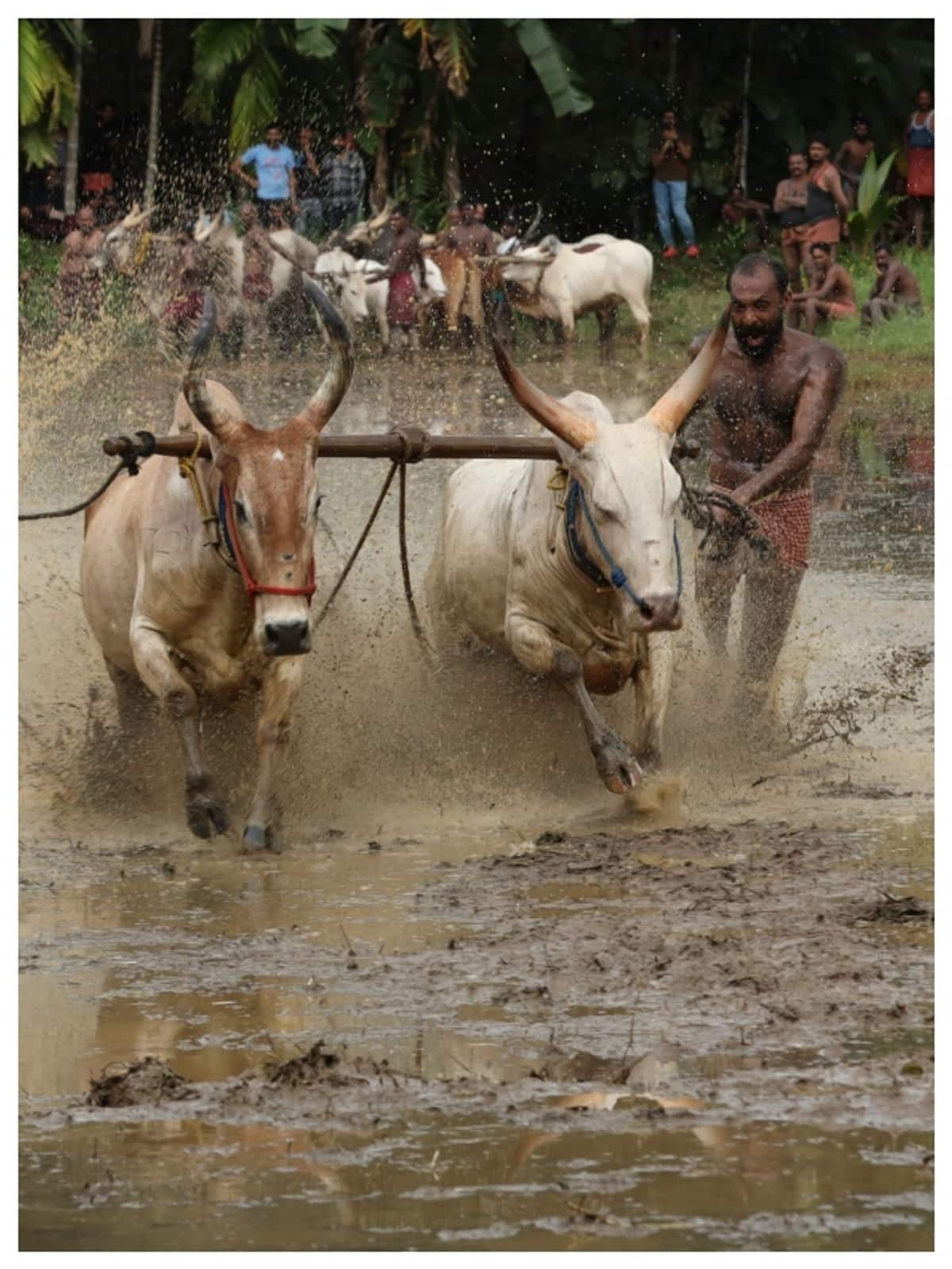 Maramadi Festival in the paddy fields 