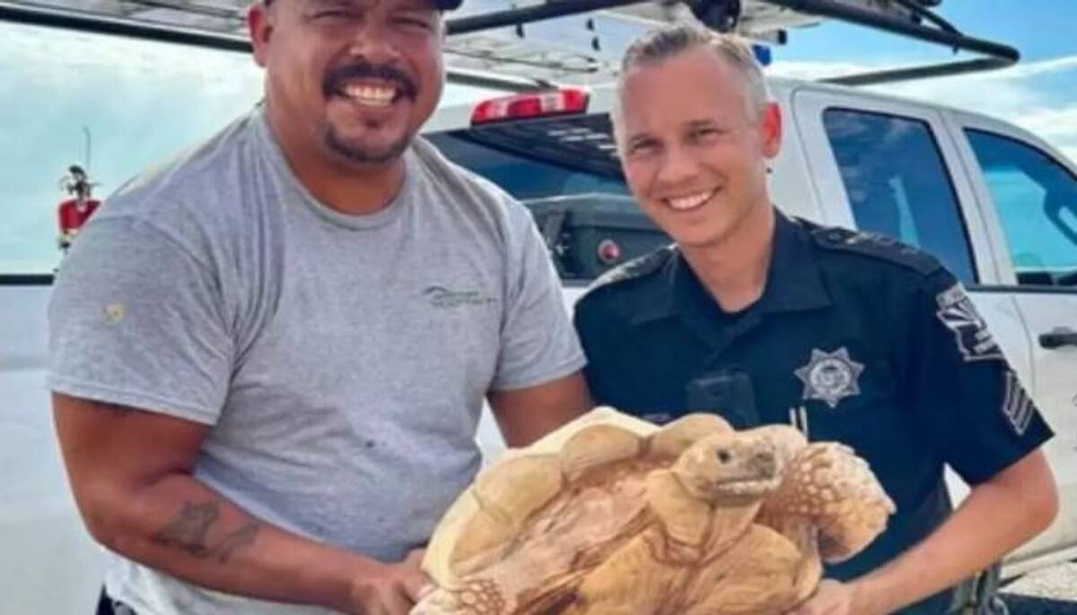 tortoise escaped from farm and roaming around highway 