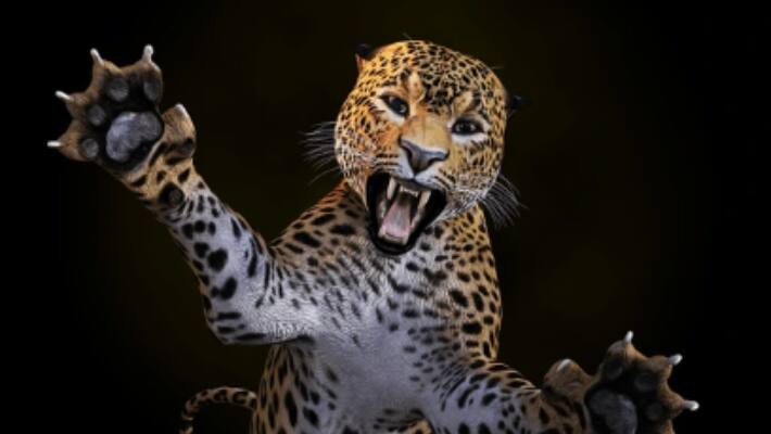 leopard attack