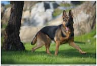 German Shepherd to Pit Bull: 7 Dogs that may not be kid-friendly NTI