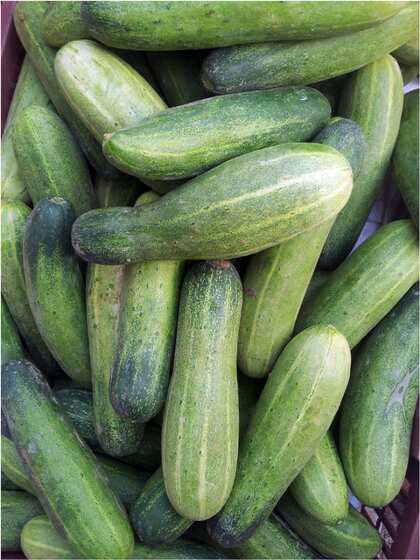 Cucumber: సమ్మర్‌లో దోసకాయ తింటున్నారా?  వీటితో మాత్రం కలిపి తినొద్దు