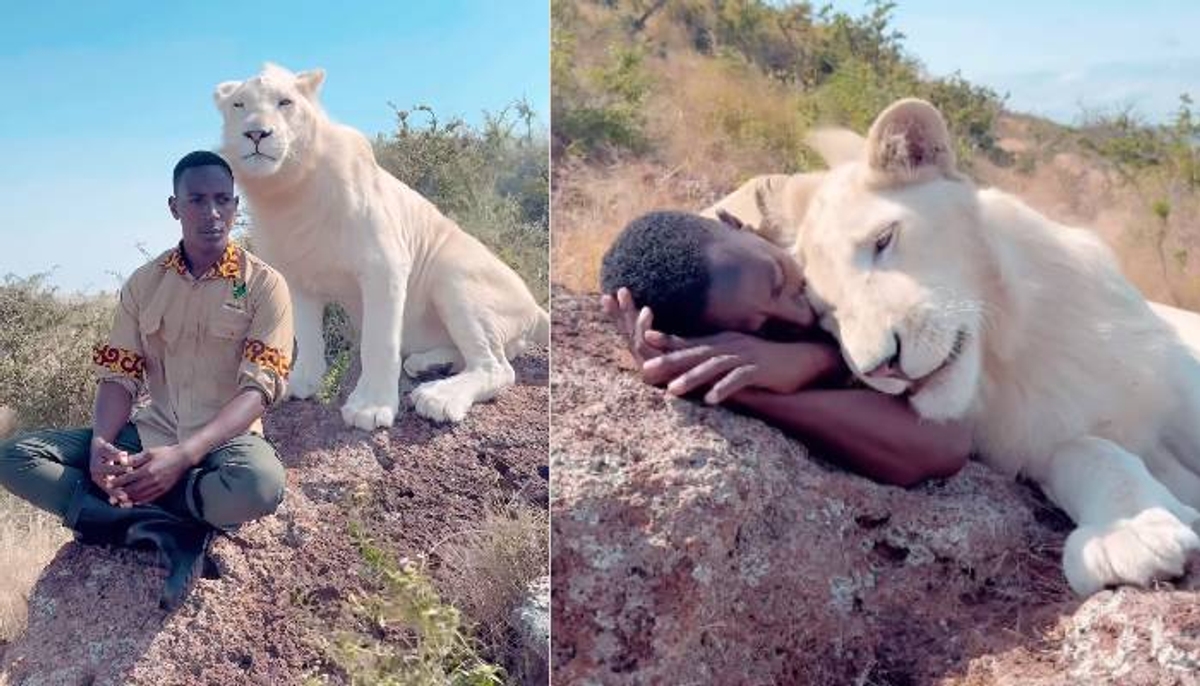 man cuddling with lioness video 