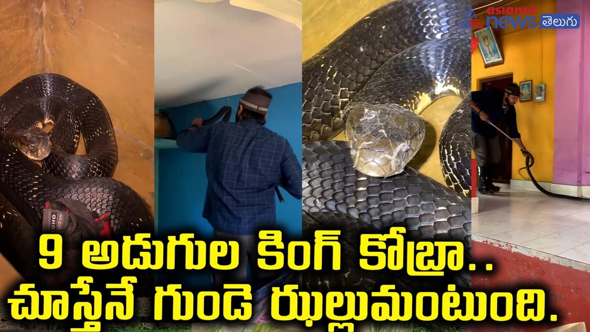 kingcobra caught at karnataka house