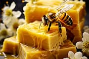 World Honey Bee Day: 7 Interesting Facts About Honey Bees