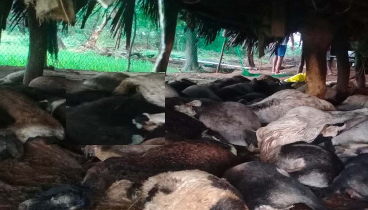 106 sheep were killed by lightning in chitradurga g