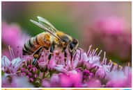 World Honey Bee Day 2024: What would happen if all the bees died? RTM