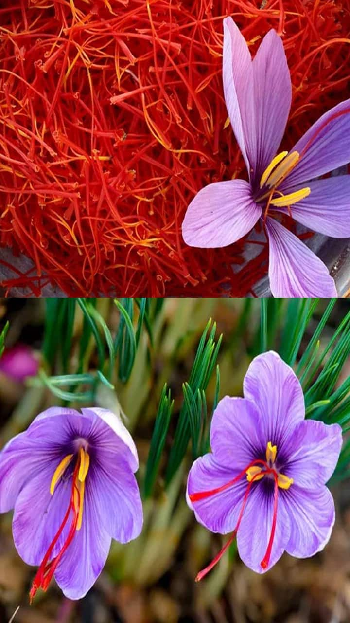 How to grow Saffron at home that sells in lakhs kashmiri-kesar iwh