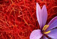 How to grow Saffron at home that sells in lakhs kashmiri-kesar iwh