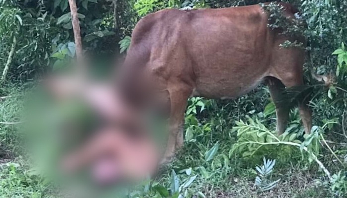 SHOCKING Russian tourist gored by cow after alleged sexual assault attempt in Thailand; WATCH viral video snt