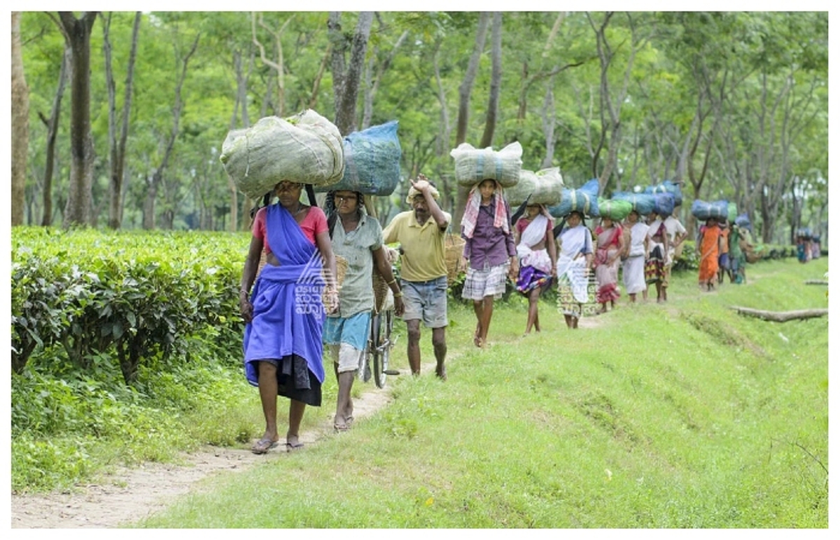 suspect Bangladeshi migrants in Kodagu coffee plantation with Assamese workers  after the Bangladesh crisis gow