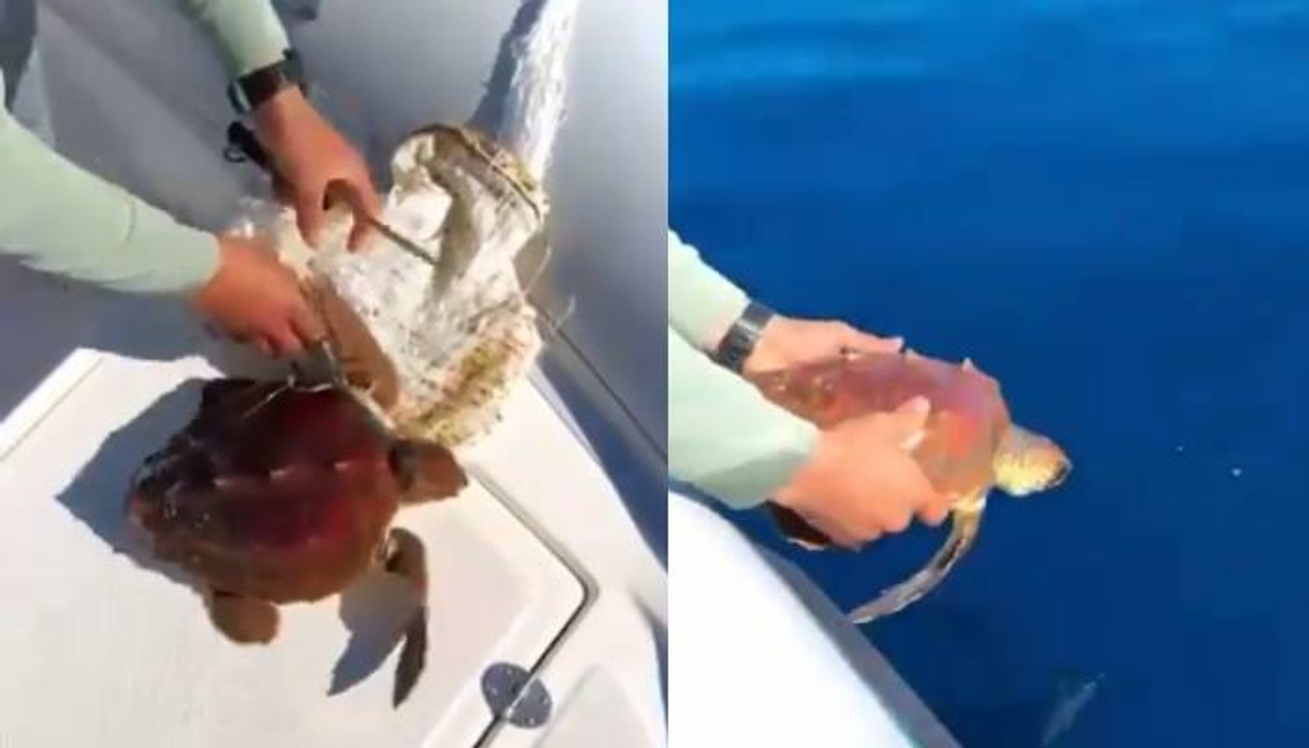 man rescuing turtle trapped in plastic net viral video 