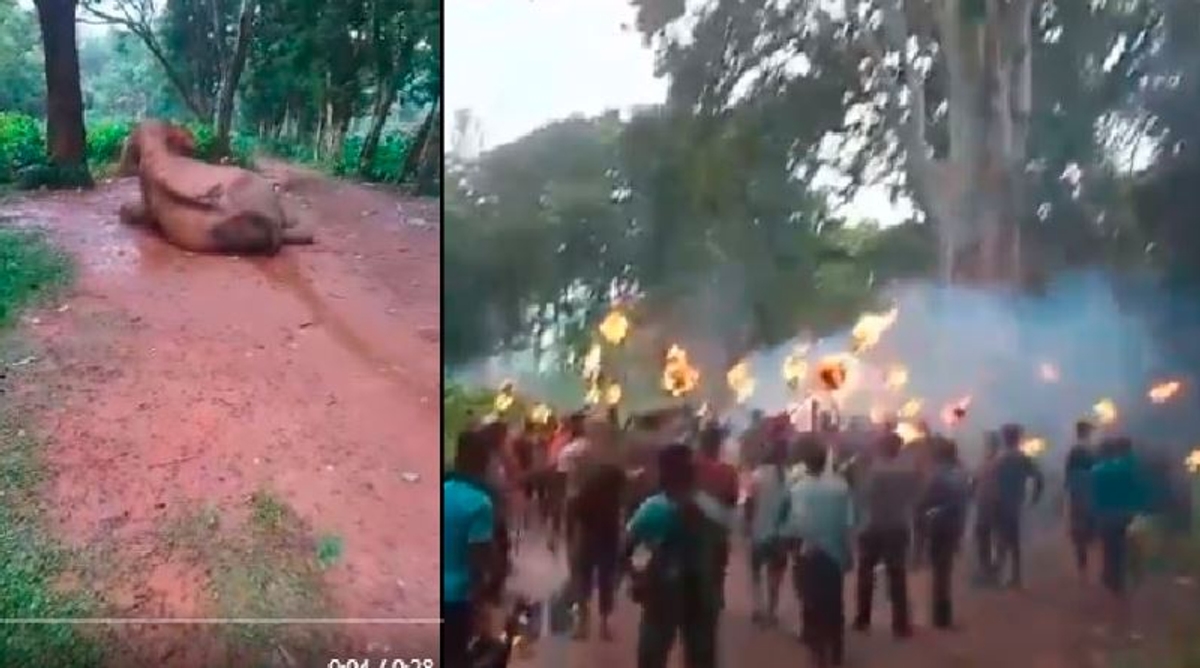 Banned hulla gang killed wild elephant in west bengal by throwing Spiked Rods akb