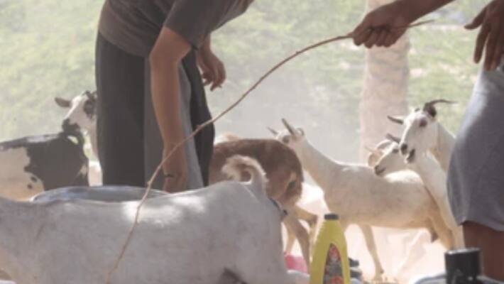 death of goats