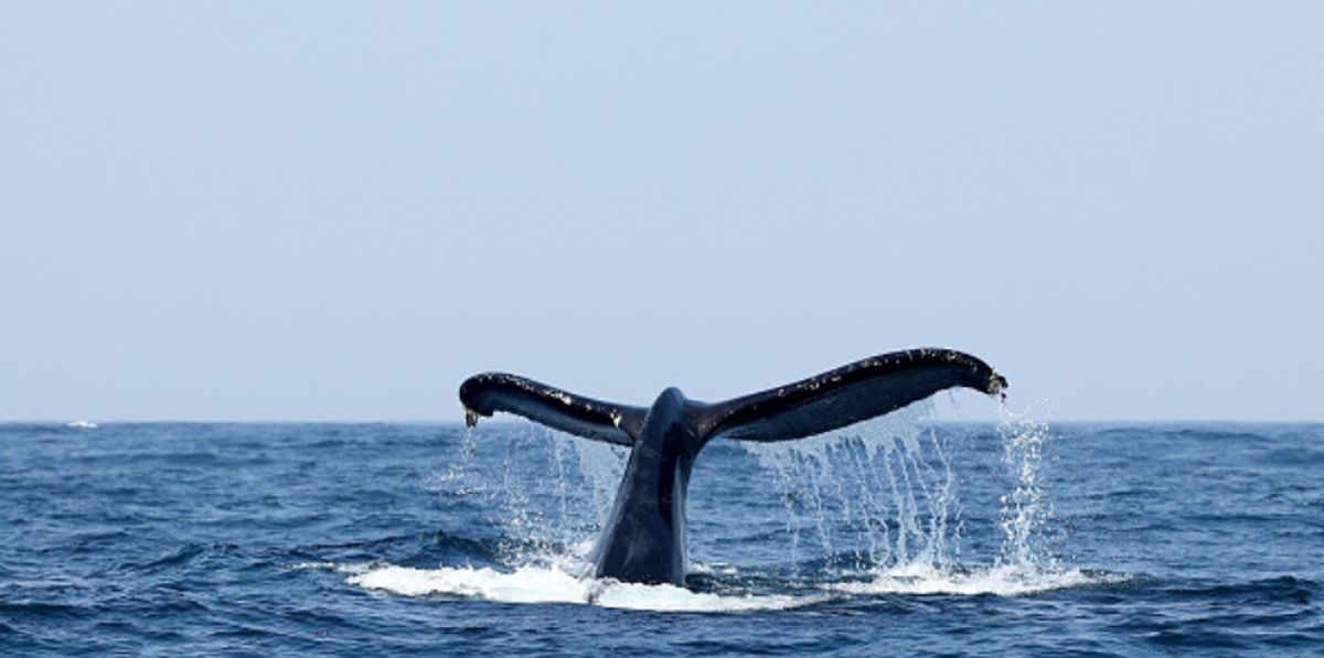 40 year old man knocked off from small boat by whale attack suffer serious injuries  