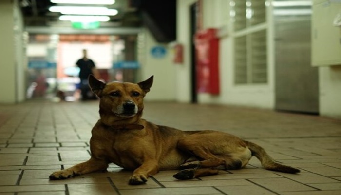 dogs in hospital .jpg