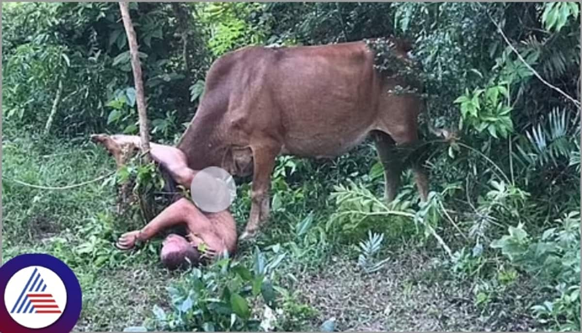 ganja consuming man was injured after trying to rape cow sat