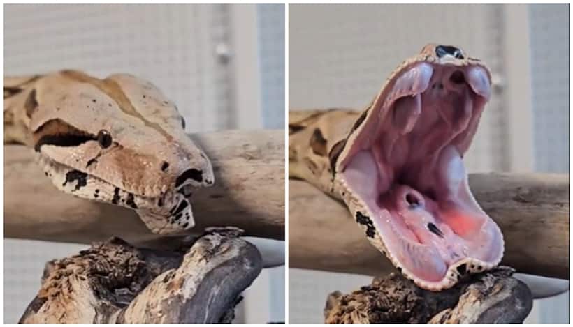 Viral Video: Rare footage of a snake yawning captivates 11 million viewers [WATCH]